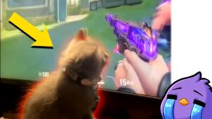 This Cat Plays VALORANT Better Than YOU...